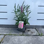Veronika špicatá (Veronica spicata) ´INSPIRE PINK´, výška 20-30 cm - kont. C1L